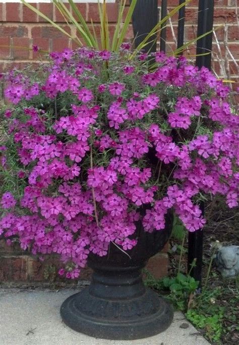 phlox in pots