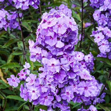 phlox paniculata blue paradise