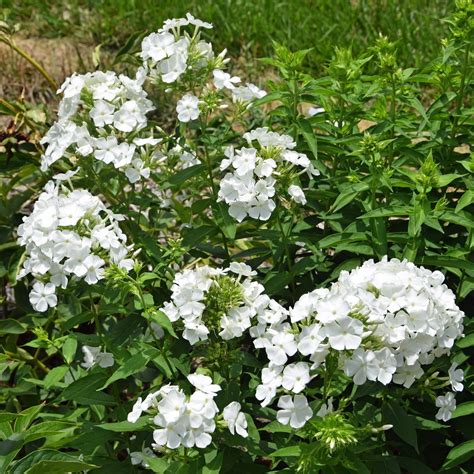 phlox paniculata companion plants