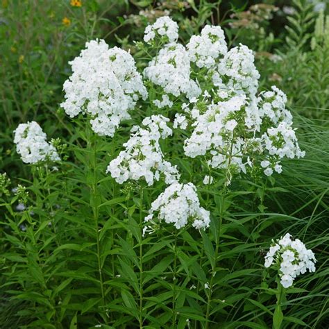 phlox paniculata david