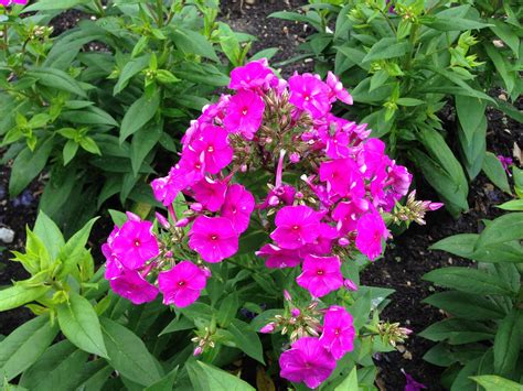 phlox plant