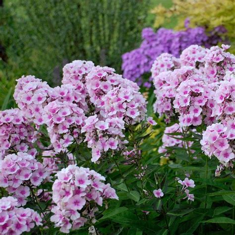 phlox plants for sale