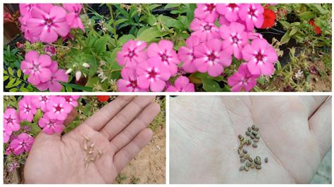 phlox seeds