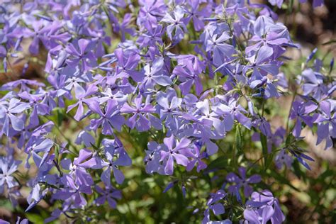 phlox shade
