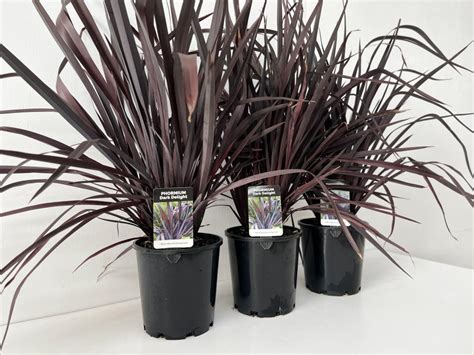 phormium dark delight