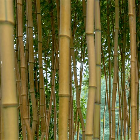 phyllostachys aurea spectabilis