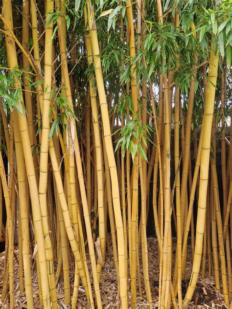 phyllostachys vivax