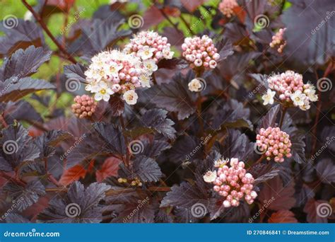 physocarpus purple leaf