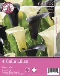piano man calla lily