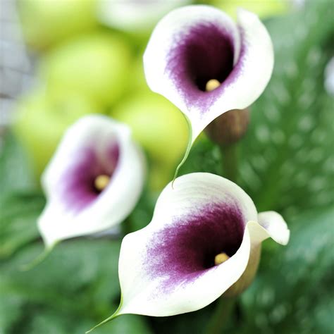 picasso lily