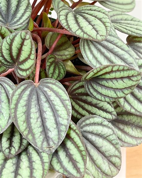 piccolo banda peperomia