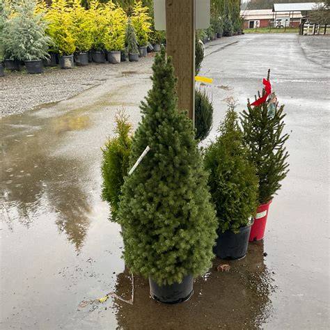 picea gl conica