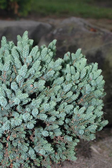 The Wonders of Picea Glauca Cecilia: A Comprehensive Guide