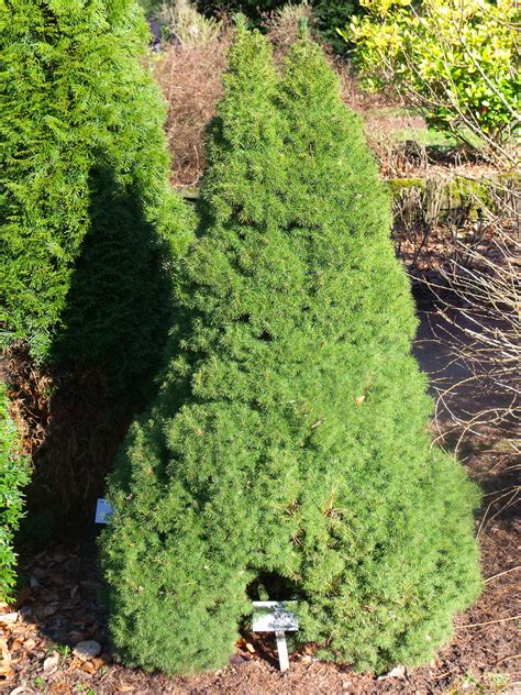 picea glauca conica albertiana