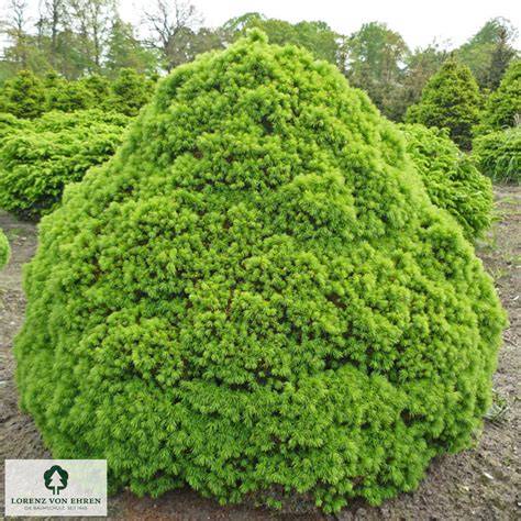 picea glauca globe