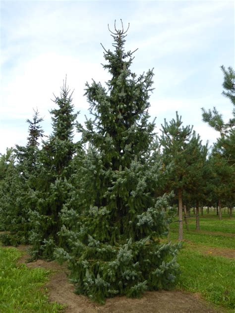 picea omorika riverside serbian spruce