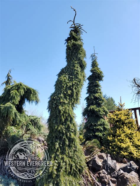 picea pendula bruns
