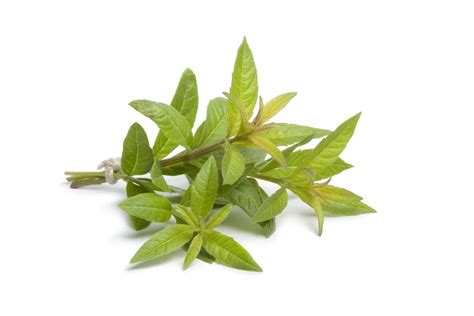 picking verbena leaves