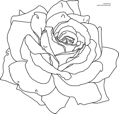 picture of rose flower for colouring