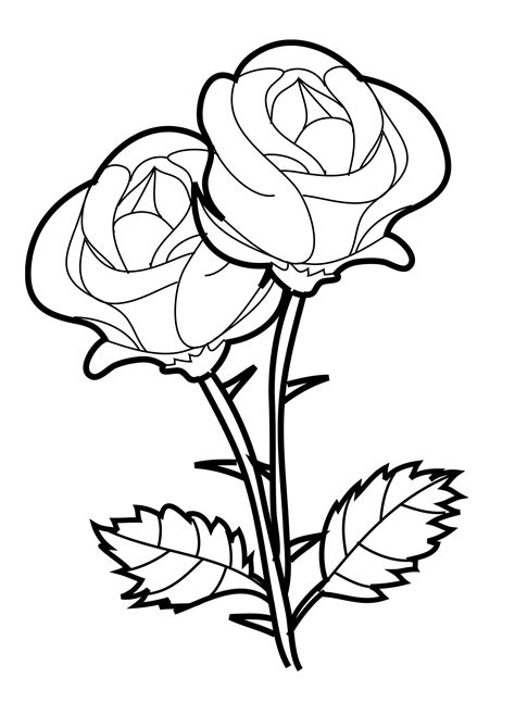 picture of rose flower for colouring