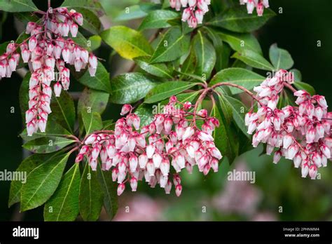pieris shrub