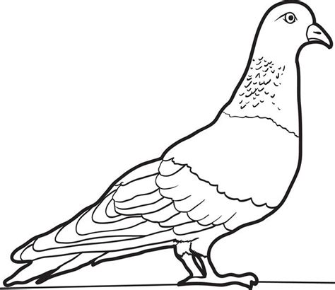 pigeon coloring pages