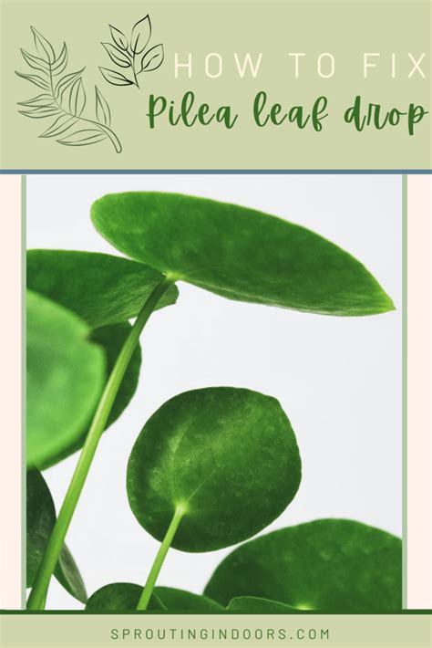 pilea dropping leaves