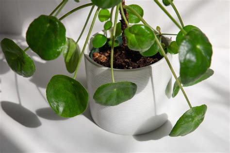 pilea lighting requirements