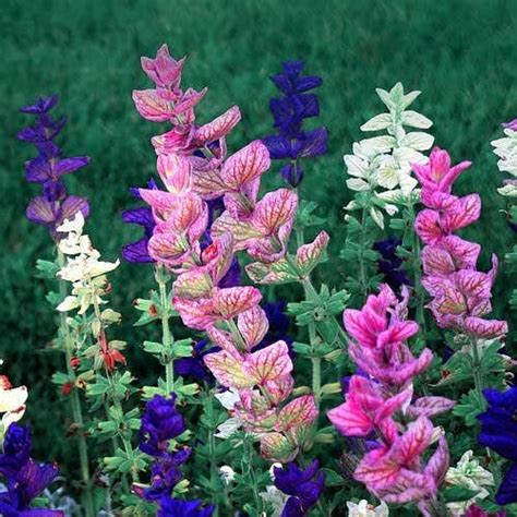 The Ultimate Guide to Choosing the Perfect Pincushion Flower Companion
Plants