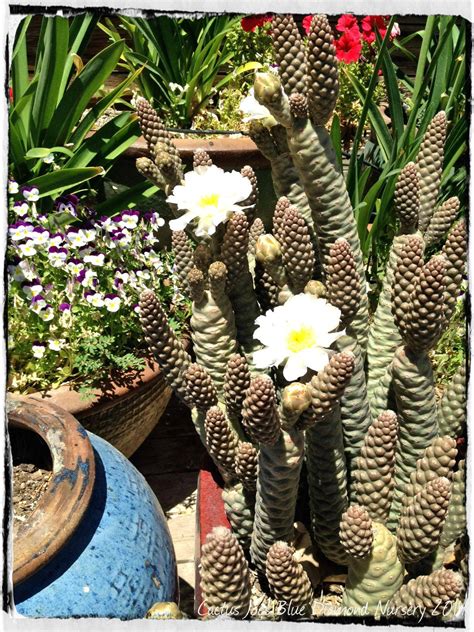 pine cone cactus