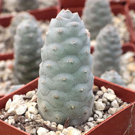 pine cone cactus