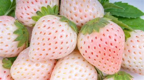 pine tree strawberries