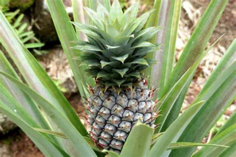 pineapple companion plants