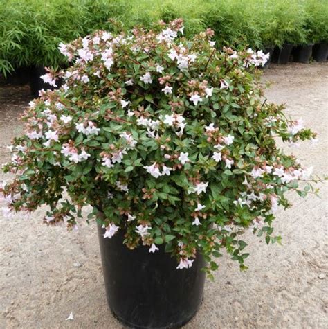 pink abelia shrub