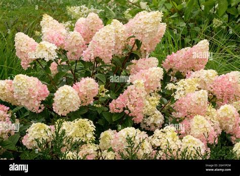 pink and white hydrangea