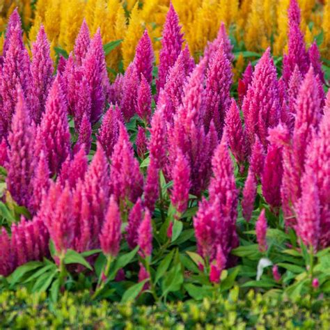 pink celosia