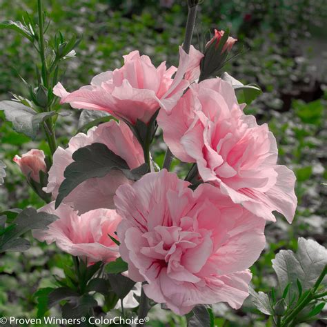 pink chiffon rose of sharon