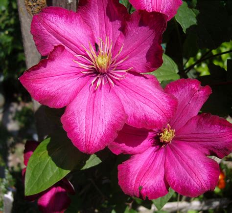 pink clematis varieties