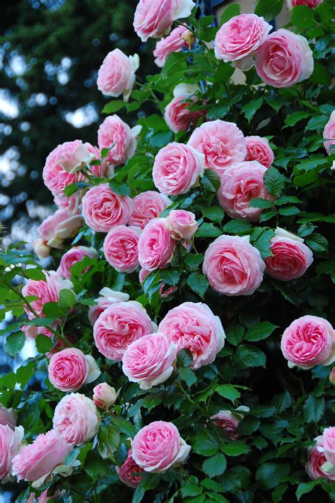 pink climbing rose