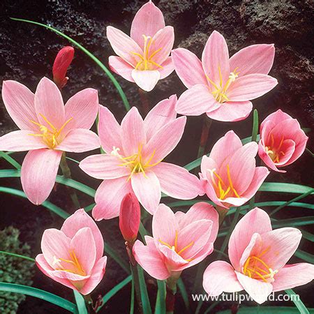 pink fairy lily