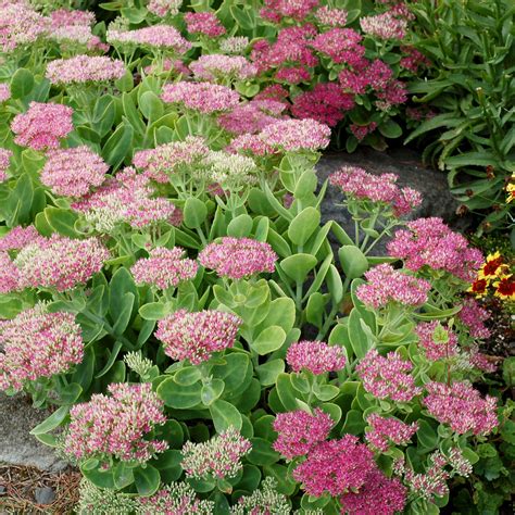 pink flower sedum