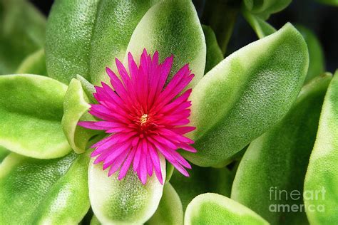 pink flower succulent