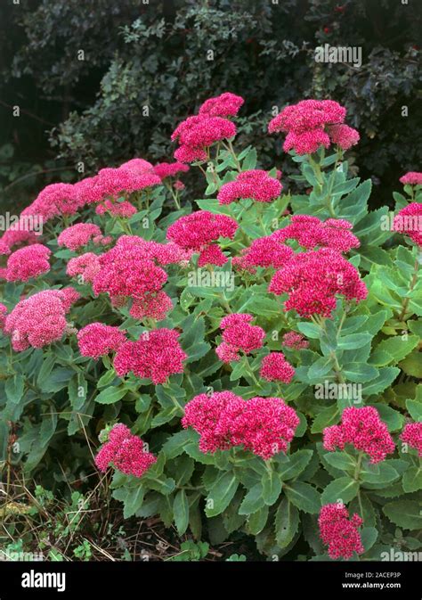 pink flowered sedum