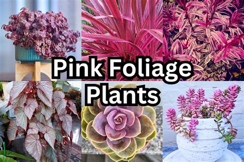 pink foliage