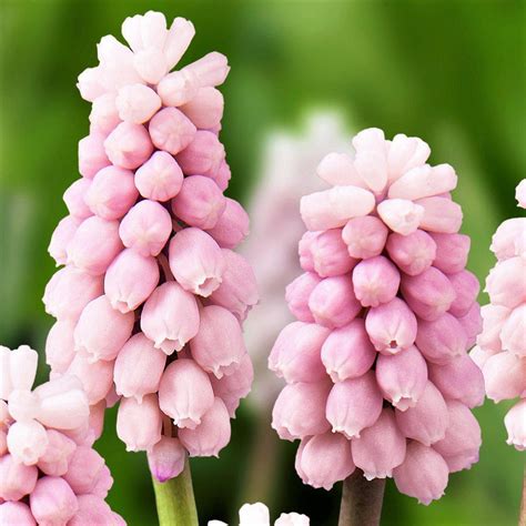 pink grape hyacinth