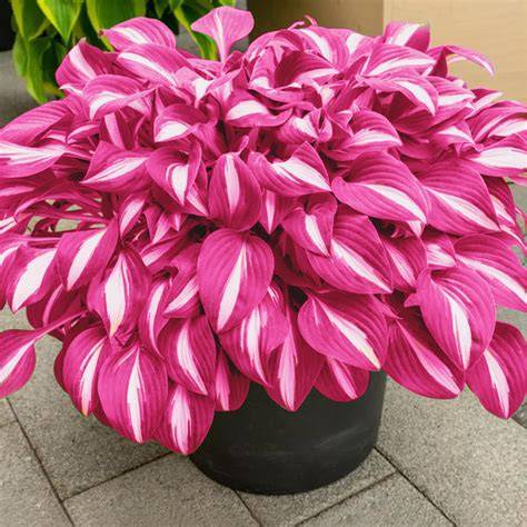 pink hosta bulbs