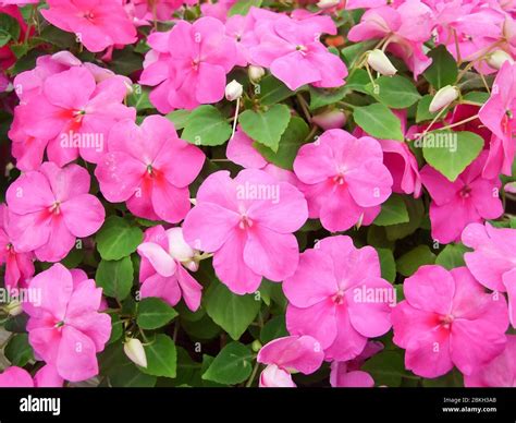 pink impatiens