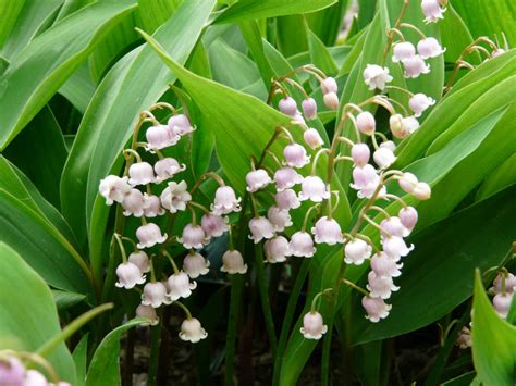 pink lily of the valley