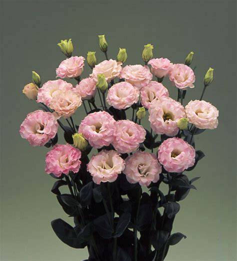 pink lisianthus