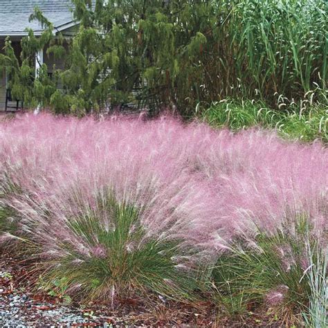 pink muhly grass companion plant